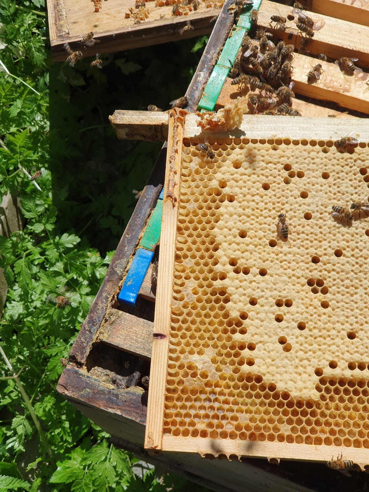 A freshly pulled brood frame from one of our hives, capped honeycomb with bees at work